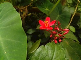 变叶珊瑚花