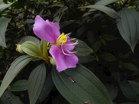 毛菍 射牙郎 叶 绿叶  花草