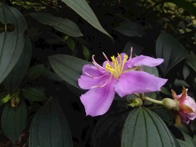 毛菍