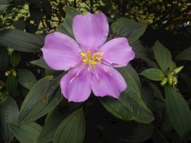 毛菍