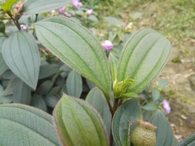 毛菍