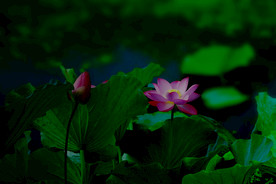 出水芙蓉