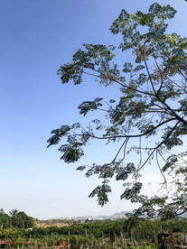 温州三垟湿地
