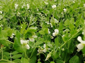 豌豆 豌豆苗 豌豆地 豌豆叶