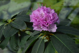 高山杜鹃花