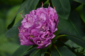 高山杜鹃花