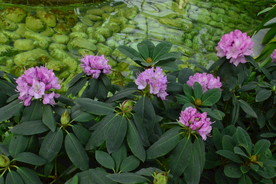 高山杜鹃花
