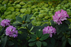 高山杜鹃花