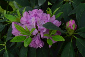 高山杜鹃花