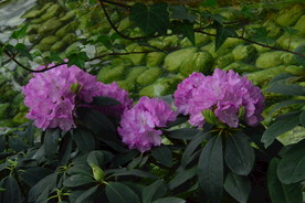 高山杜鹃花