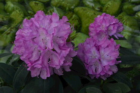 高山杜鹃花