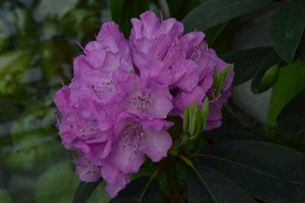 高山杜鹃花