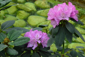 高山杜鹃花