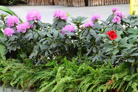 高山杜鹃花