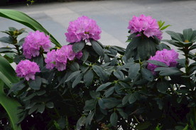 高山杜鹃花