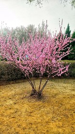 一颗漂亮桃花树