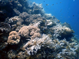 海底生物