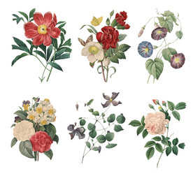 精美老式手绘鲜花花卉PNG素材