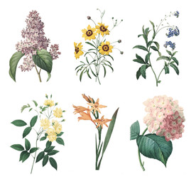 精美老式手绘鲜花花卉PNG素材