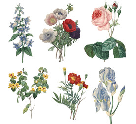 精美老式手绘鲜花花卉PNG素材