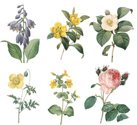 精美老式手绘鲜花花卉PNG素材