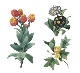 精美老式手绘鲜花花卉PNG素材