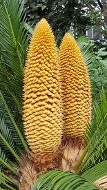 铁树 铁树开花