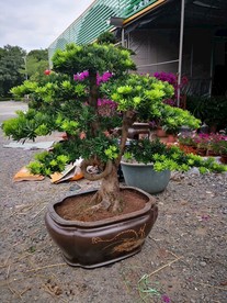 盘景