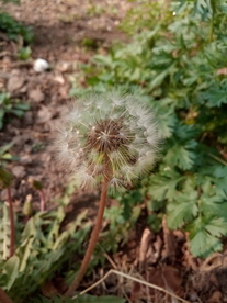 莆公英