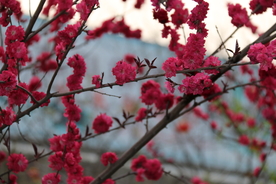 樱花 写真 树枝