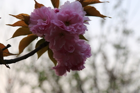 一簇樱花 特写