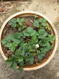 盆栽花