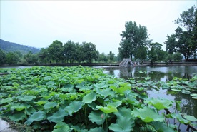 宏村荷花