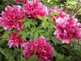 花王
