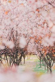 春暖花开