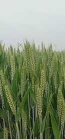 麦穗 授粉麦穗