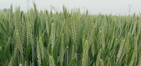 小麦田 麦穗 麦浪 麦花 授粉