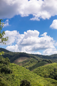 茶山