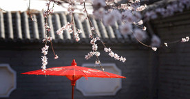 粉色桃花