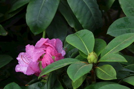 高山杜鹃花