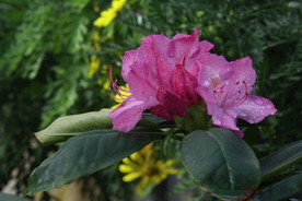 高山杜鹃花