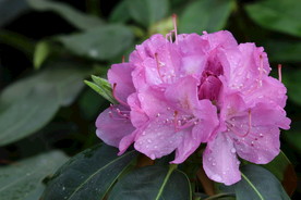 高山杜鹃花