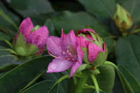 高山杜鹃花