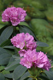 高山杜鹃花