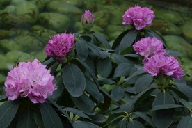 高山杜鹃花