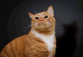 橘猫