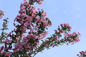 垂丝海棠花