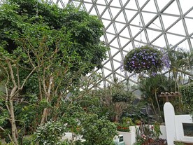 温室花卉