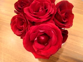 美丽的玫瑰花
