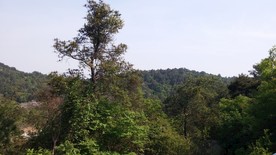 蒋军山